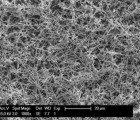 Scientists Discover That Tiny Fractal Trees Could Hold Key to More Efficient Solar Cells