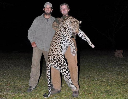 Trump, Donald Trump, Donald Trump Jr., Eric Trump, Ivanka Trump, PETA, conservation, animal rights, Zimbabwe, hunting, elephants, buffalo,