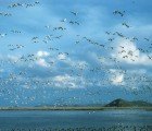 10,000 Birds Die from Avian Cholera, Water Shortage from Low Snowfall to Blame