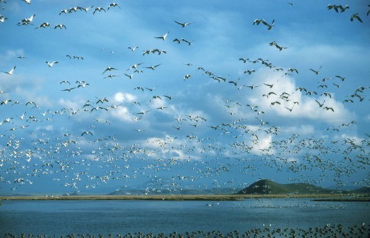 Bird Flight, Avian Cholera, Klamath Basin Refuge, Bird Migration, Bird Deaths, Global Warming