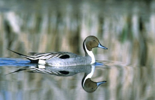 Pintail Duck, Klamath Basin Refuge, Wetlands Loss, Warm Winter, California Duck, Fish and Wildlife Services