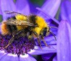 Extinct Short-Haired Bumblebees to be Brought Back to English Countryside