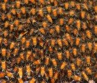 Harvard Study Links Pesticide-Laced Corn Syrup to Bee Colony Collapse