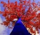 Stunning Electric Blue Trees Spring up in Seattle
