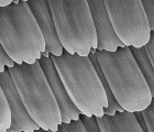 Chinese Researchers Unlock Secret of Butterfly Wings to Make Efficient Solar Power
