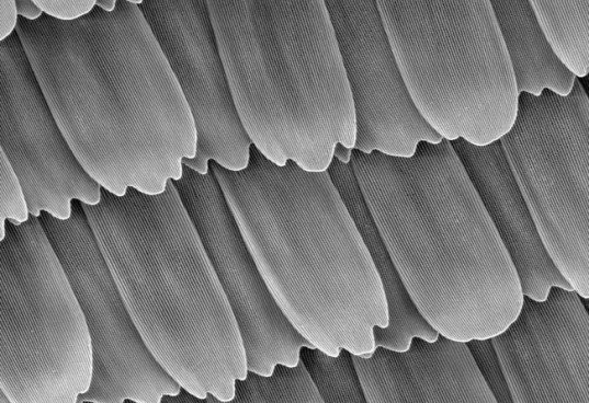 Shanghai Jiao Tong University, solar biomimicry, solar butterfly wing, solar power wing,