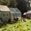 Williams-Sonoma Rolls Out High-End Chicken Coops in Agrarian Product Debut