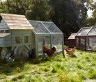 Williams-Sonoma Rolls Out High-End Chicken Coops in Agrarian Product Debut