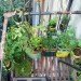 Easy Gardening Projects, Fire Escape Garden, indoor gardens, easy gardens, garden projects, easy gardening projects