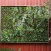 Easy Gardening Projects, Fire Escape Garden, indoor gardens, easy gardens, garden projects, easy gardening projects, flora grubb, vertical garden panel
