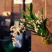 Easy Gardening Projects, Fire Escape Garden, indoor gardens, easy gardens, garden projects, easy gardening projects, hanging bonsai garden