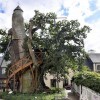 France’s Oldest Tree Sprouts Treehouse Chapels, Has Been Alive Since Louis IX
