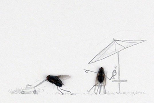 Magnus Muhr, art, flies, dead insects, illustrations, humour, swedish art, animals