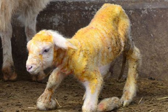 meat emissions environment, peng peng cloned lamb, peng peng healthy fat, peng peng cloned lamb, Beijing Genomics Institute (BGI) peng peng, Beijing Genomics Institute (BGI) global warming, meat global warming, cloned goat, cloned fish