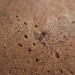Raúl Laurí, Decafé Lamp, milan design week, first prize winner, SaloneSatellite Award, coffee grounds, biodegradable materials, sustainable materials, Green Lighting, Milan Furniture Fair, Recycling / Compost, recycled materials