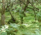Rob Mullholland’s Mysterious Mirror Sculptures Reflect the Forest Around Them