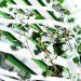 Shake Shack, Shift Design, living wall, vertical garden, temporary installation, philadelphia,