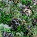 Shake Shack, Shift Design, living wall, vertical garden, temporary installation, philadelphia,