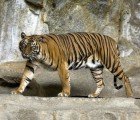 Danone, Xerox Boycott APP Because Illegal Logging Threatens the Rare Sumatran Tiger