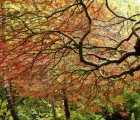 Seattle Man Rescues & Transplants Hundreds of Unwanted Trees