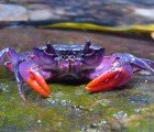 Amazing Purple Crabs Discovered in Philippines Already Endangered by Mining Activities
