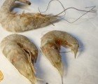 Eyeless Shrimp and Deformed Crabs a Serious Problem 2 Years After Gulf Oil Spill
