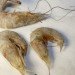 Eyeless Shrimp, Genetically mustated shrimp, genetic malformation, water pollution, oil spill environment
