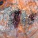 Fish Lesion, Polluted Water, Damaged Seafood, Oil Damage, Hydrocarbon Pollution