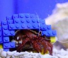 Harry the Hermit Crab Gets A Lego Home of His Own