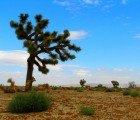 Leading Botanical Institutions Team Up To Produce Online Catalog of All Plants on Earth