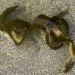 Kelp, seaweed, sand, beach, pacific ocean, california, algae