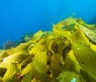 Radiation from Fukushima Disaster Found in California Kelp