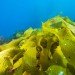 fukushima daiichi, nuclear power, nuclear meltdown, Japan, nuclear disaster, tsunami