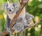 Australia’s Koala Bear Listed as Threatened Species Due to Deforestation and Climate Change