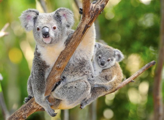 koala bear, koala joey, koala preservation, eucalypt tree, koala australia