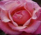 6 Mother’s Day Gifts That Help Others
