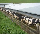 Case of Mad Cow Disease Confirmed in California