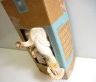 PRODUCT REVIEW: Back to the Roots’ Mushroom Growing Kit is Fun But Slightly Disturbing