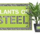 6 Hard-to-Kill Plants for the Recovering Brown Thumb