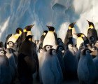 MOVIE REVIEW: Frozen Planet’s David Attenborough Shows Us The Frozen Poles As We’ve Never Seen Them