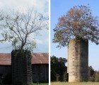 Trees Take Root in Abandoned Silos in American Farming Communities