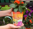 Revolutionary Soil Wrap is a Flower Container You Can Plant