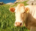 Study Calls for 50 Percent Reduction in Meat Consumption to Prevent Catastrophic Climate Change