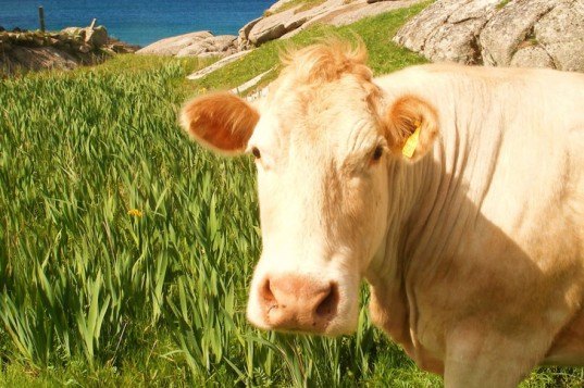 nitrous oxide, cows fields, cow feed, meat production, carbon emissions