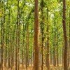 Indian Man Single-Handedly Plants 1,360 Acre Forest