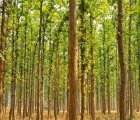 Indian Man Single-Handedly Plants 1,360 Acre Forest