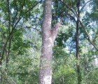 Two ‘Extinct’ Trees Discovered in Tanzania Remain at Risk from Deforestation