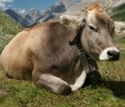 Arizona Uranium Feared to Be Contaminating U.S. Beef Supply