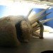 Adrian villar rojas, argentina, my family dead, whales, sculpture, Ushuaia, clay, mixed media sculptures, patagonian forest