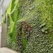 EIA Living Wall, Green over Grey, Edmonton Airport, living wall, vertical garden, indoor air quality, canada